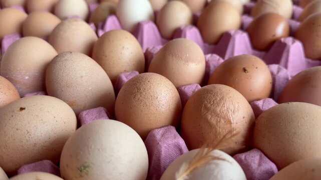 Extreme close up slow panning shot over rows of organic brown and white chicken eggs in pink cardboard trays