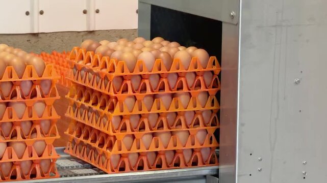 Static shot of stacked orange plastic trays filled with brown eggs exiting an automated industrial processing machine