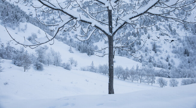 paysage hivernal, neige , couche de neige, sentier alpin, hiver, alpes, froid, arbres enneig&eacute;s, m&eacute;t&eacute;o, blanc et puret&eacute;