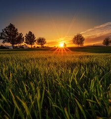 Vertical vibrant green grass field at golden hour light in countryside
