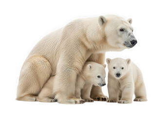 Fototapeta premium Adorable polar bear mother with two cubs sitting together on a clean white background