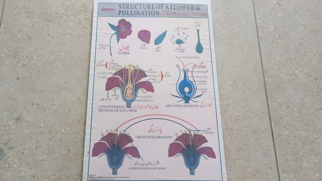 Detailed educational biology chart showing structure of flower and stages of pollination and fertilization with labeled parts such as stigma, anther, ovary and pollen tube, ideal for classroom walls a