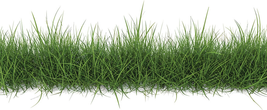 Green Grass Border on White Background