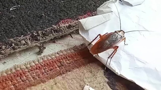 Video footage of a cockroach in a dirty place. 