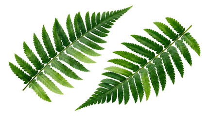 Fresh green fern leaves isolated on white background natural foliage design
