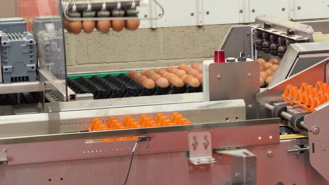 Wide tracking shot of an automated robotic arm packing fresh brown eggs into orange trays which then move along a conveyor belt