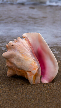 Cinematic 9:16 Portrait of a Queen Conch Shell on a Sun-Drenched Tropical Shoreline