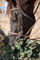a sunny photo of a horse leaning over the grass and eating it. close-up
