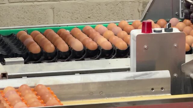 Close up static shot of an automated robotic arm with suction cups lifting brown eggs and placing them into orange plastic trays
