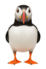 Obraz premium A digitally illustrated puffin with vibrant orange feet and beak isolated on transparent background