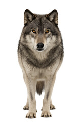 Obraz premium A majestic gray wolf standing on a white background, exuding wild beauty and power. isolated on transparent background