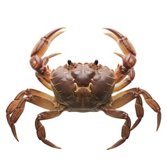 A brown crab isolated on transparent background showcasing its claws and legs in a frontal view clearly