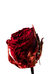 【透過PNG】情熱的な赤に染まるドライフラワーのバラのクローズアップ：フォーカススタックによる緻密な質感。縦位置