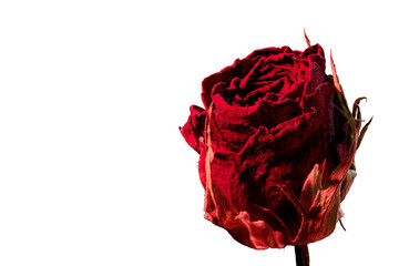 【透過PNG】情熱的な赤に染まるドライフラワーのバラのクローズアップ：フォーカススタックによる緻密な質感