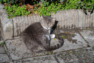 a grey tabby cat with white paws sitting on a tiled pavement next to a concrete curb and green bushes, looking back over its shoulder.