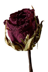 【透過PNG】自然な色合いのドライフラワーのバラのクローズアップ：フォーカススタックによる緻密な質感の切り抜き素材。縦位置