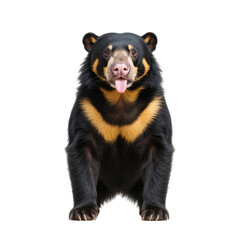 Obraz premium A standing sun bear with distinctive markings on its chest and face. isolated on transparent background