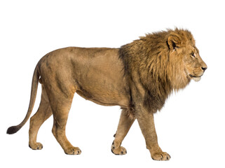 Fototapeta premium African lion walking, isolated on transparent background (PNG)