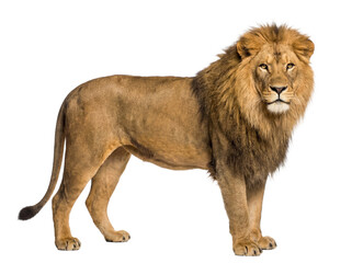 Fototapeta premium African lion side view, isolated on transparent background (PNG)