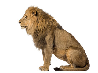 African lion sitting side view, isolated on transparent background (PNG) © Trixy