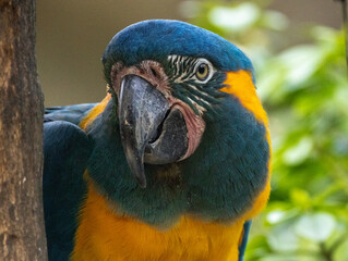 Ara à gorge bleue © Ludovic