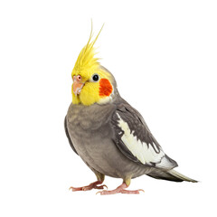 Obraz premium A cockatiel standing on a white background with its head turned to the left. isolated on transparent background