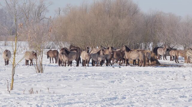 Herd of wild Konik horses standing in snowy winter landscape