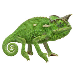 Fototapeta premium A vibrant green chameleon sculpture with intricate details and textured surface. isolated on transparent background