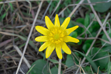 Yellow lesser celandine flowers bloom on glade in springtime. Small floret of ficaria verna is herbaceous plant growth on meadow. Spring buttercup ranunculus ficaria in wildlife. Wildflower early. © IhorStore