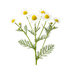 Fototapeta premium Vibrant chamomile flowers and fresh green leaves, beautifully isolated on white, embody natural purity and a serene, dreamlike essence for calm visuals