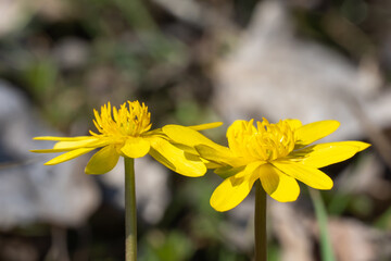 Yellow lesser celandine flowers bloom on glade in springtime. Small floret of ficaria verna is herbaceous plant growth on meadow. Spring buttercup ranunculus ficaria in wildlife. Wildflower early. © IhorStore