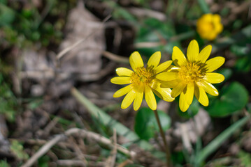 Yellow lesser celandine flowers bloom on glade in springtime. Small floret of ficaria verna is herbaceous plant growth on meadow. Spring buttercup ranunculus ficaria in wildlife. Wildflower early. © IhorStore
