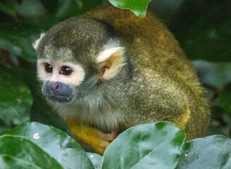 Obraz premium Saimiri