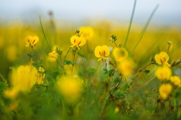 Obraz premium Wild Yellow Smithia flowers bloom in Western Ghats in Monsoon rainy season on plateau.