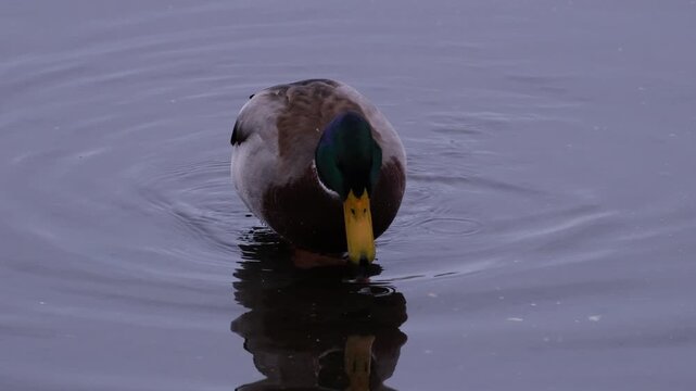 Beautiful male mallard duck preening and drinking water at Yamanaka Lake  , Japan 
