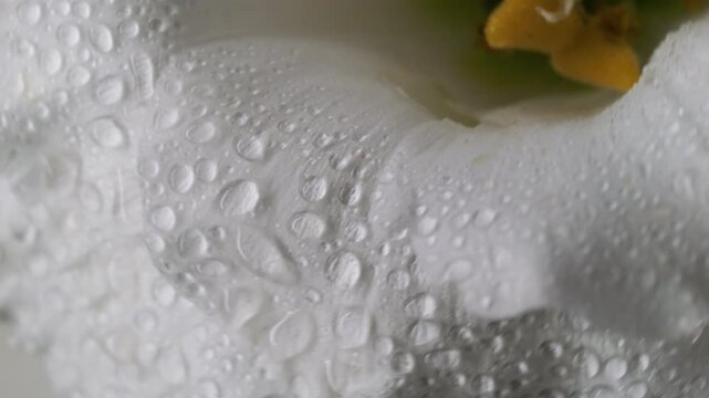 Vertical video. White flower. Bloom art. Defocused color eustoma plant water nature yellow dew petals on abstract tropical background.