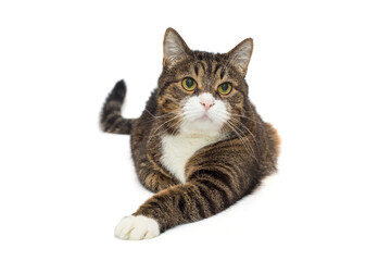 Obraz premium Brutal grey cat sits in a proud pose