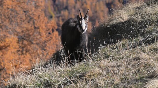 Rupicapra rupicapra,  chamois, fall, AUTUMN, search for food, close-up, Gran Paradiso National Park, Cogne, Valnontey, Valle d'Aosta, Italy, no people,
