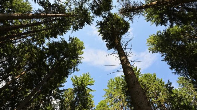 forest seen from below with clouds running, time lapse, forest , wood, clouds running, Larix decidua, larch, Valnontey, Gran Paradiso National Park, Italy