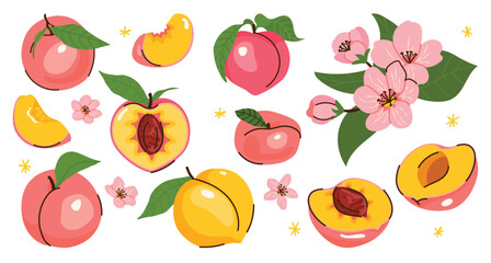 Obraz premium Set of fresh peaches with slices, blossoms and green leaves. Vector fruit collection isolated on white. Summer food illustration, natural organic concept, perfect for stickers, card, scrapbooking