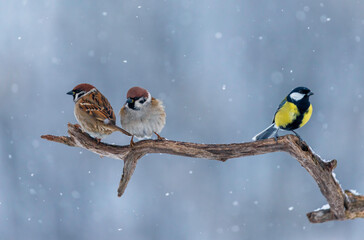 Bird photo of field sparrows and titmouse sitting on a branch in a winter garden © nataba