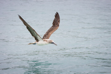 Blue-footed booby (Sula nebouxii) in flight over the ocean, Galapagos Islands, Ecuador