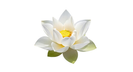 White water lily flower with green leaves on white background