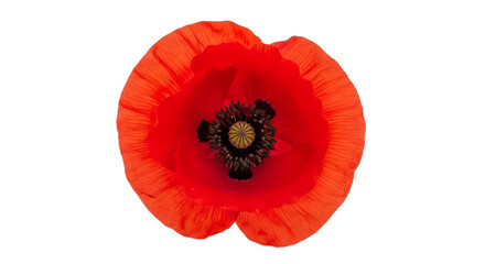 Isolated red poppy flower with vibrant petals on white background