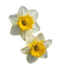 Obraz premium White Daffodils with Yellow Centers white flowers green stems isolated on a transparent background