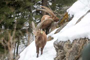 Obraz premium Stambecchi camminano e mangiano nel parco nazionale del Gran Paradiso. Valsavaranche, Val d'Aosta (Italia)