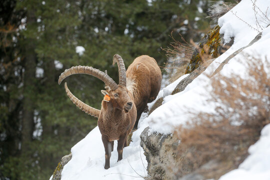Stambecchi camminano e mangiano nel parco nazionale del Gran Paradiso. Valsavaranche, Val d'Aosta (Italia)