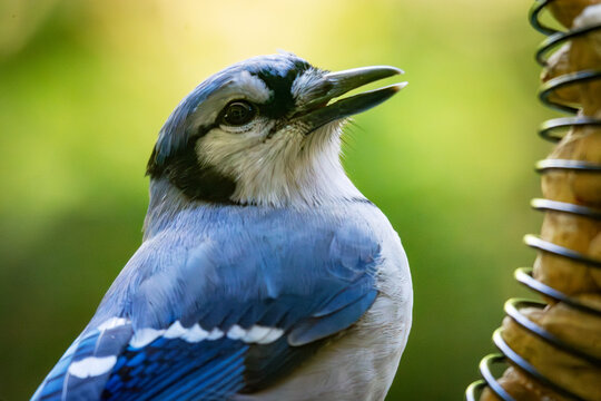 A focused Blue Jay studies a peanut feeder in Waukesha County, Wisconsin. This shot highlights the bird's keen problem-solving skills and intelligence.