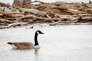 Fototapeta premium Solitary Canada Goose Swimming Amidst Driftwood on a Serene Lake