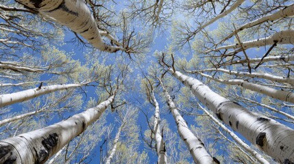A majestic aspen forest in early spring, bottom-up view through towering white trunks towards a crisp blue sky
